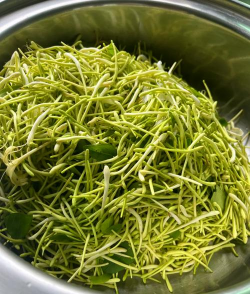 家里阳光不足怎么养花，选对植物种类，掌握养护技巧