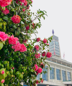 家里阳光不足怎么养花，选对植物种类，掌握养护技巧