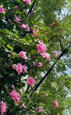 家里阳光不足怎么养花，选对植物种类，掌握养护技巧