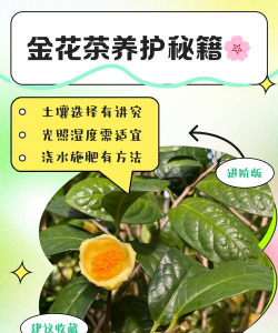 家里阳光不足怎么养花，选对植物种类，掌握养护技巧