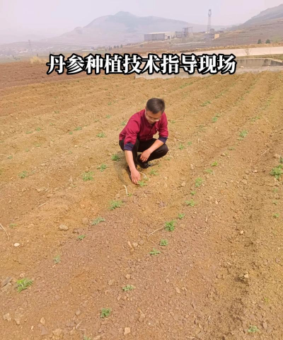 家里阳光不足怎么养花，选对植物种类，掌握养护技巧
