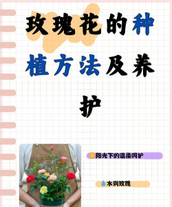 家里阳光不足怎么养花，选对植物种类，掌握养护技巧