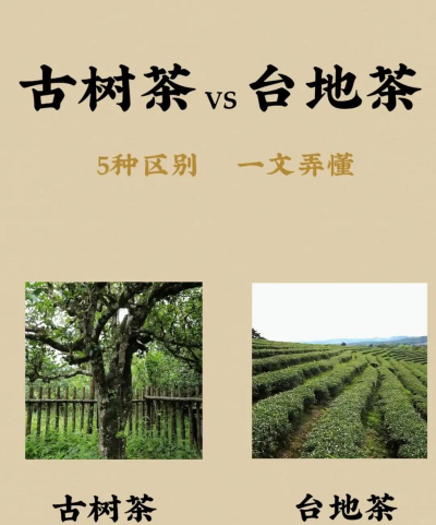 家里阳光不足怎么养花，选对植物种类，掌握养护技巧