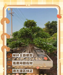 家里阳光不足怎么养花，选对植物种类，掌握养护技巧
