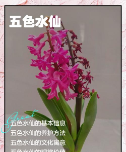 家里阳光不足怎么养花，选对植物种类，掌握养护技巧