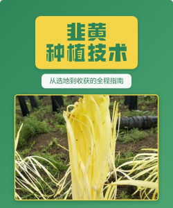 家里阳光不足怎么养花，选对植物种类，掌握养护技巧