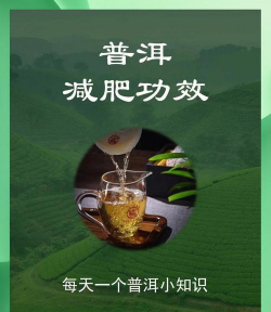家里阳光不足怎么养花，选对植物种类，掌握养护技巧