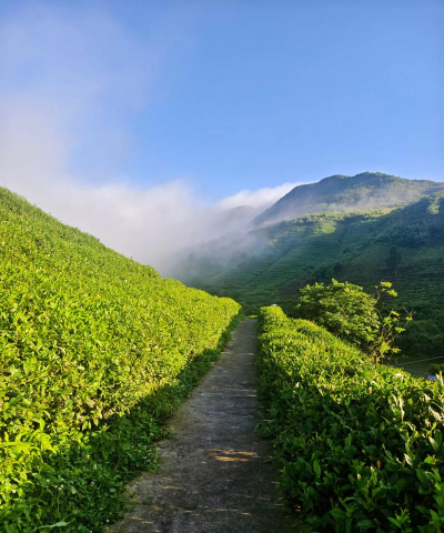 家里阳光不足怎么养花，选对植物种类，掌握养护技巧