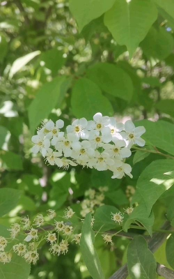 家里阳光不足怎么养花，选对植物种类，掌握养护技巧