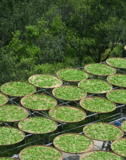 家里阳光不足怎么养花，选对植物种类，掌握养护技巧