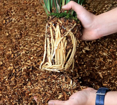 家里阳光不足怎么养花，选对植物种类，掌握养护技巧