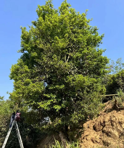 家里阳光不足怎么养花，选对植物种类，掌握养护技巧