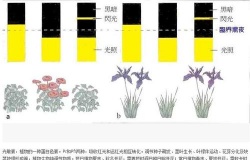 小众送妈妈的花有哪些花