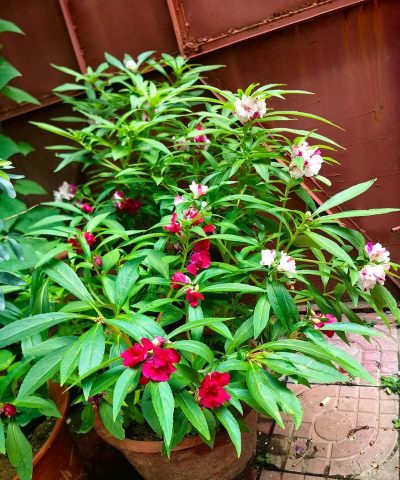 家里阳光不足怎么养花，选对植物种类，掌握养护技巧