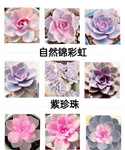 紫珍珠多肉的养殖方法和注意事项