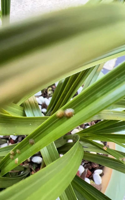 家里阳光不足怎么养花，选对植物种类，掌握养护技巧