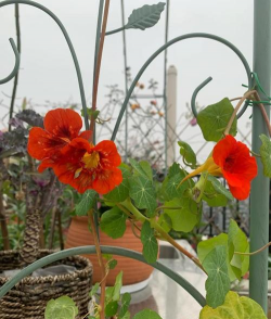 家里阳光不足怎么养花，选对植物种类，掌握养护技巧