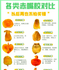 家里阳光不足怎么养花，选对植物种类，掌握养护技巧