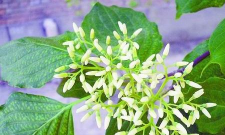 小众送妈妈的花有哪些花