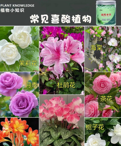 家里阳光不足怎么养花，选对植物种类，掌握养护技巧