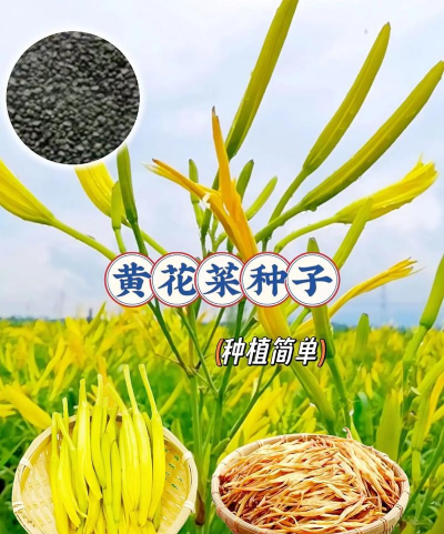 家里阳光不足怎么养花，选对植物种类，掌握养护技巧