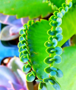 家里阳光不足怎么养花，选对植物种类，掌握养护技巧