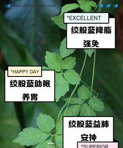 家里阳光不足怎么养花，选对植物种类，掌握养护技巧