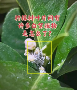 家里阳光不足怎么养花，选对植物种类，掌握养护技巧