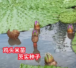 家里阳光不足怎么养花，选对植物种类，掌握养护技巧