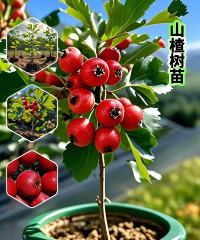 家里阳光不足怎么养花，选对植物种类，掌握养护技巧