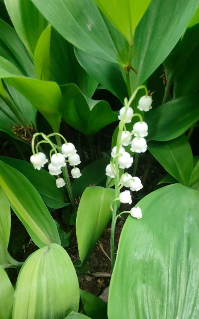 家里阳光不足怎么养花，选对植物种类，掌握养护技巧