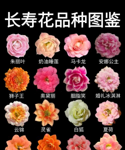 家里阳光不足怎么养花，选对植物种类，掌握养护技巧