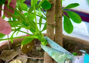 家里阳光不足怎么养花，选对植物种类，掌握养护技巧