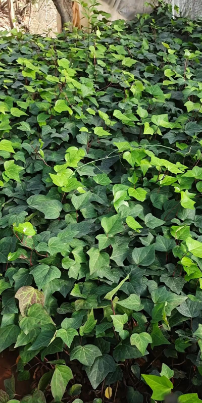 家里阳光不足怎么养花，选对植物种类，掌握养护技巧