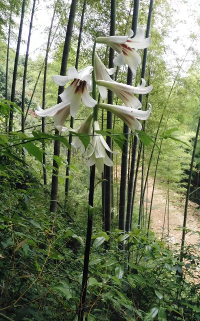 小众送妈妈的花有哪些花