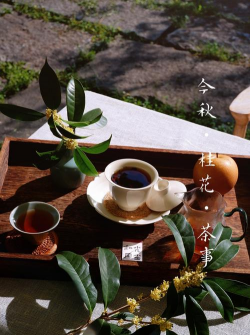 家里阳光不足怎么养花，选对植物种类，掌握养护技巧