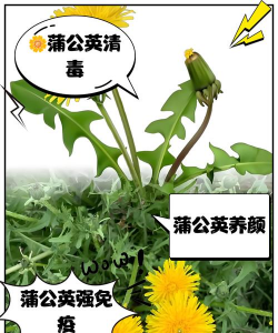 家里阳光不足怎么养花，选对植物种类，掌握养护技巧