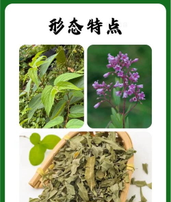 家里阳光不足怎么养花，选对植物种类，掌握养护技巧