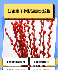 小众送妈妈的花有哪些花