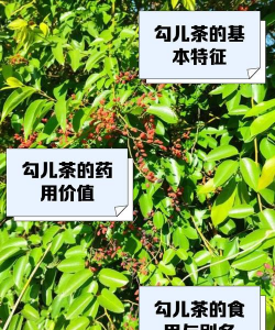 家里阳光不足怎么养花，选对植物种类，掌握养护技巧