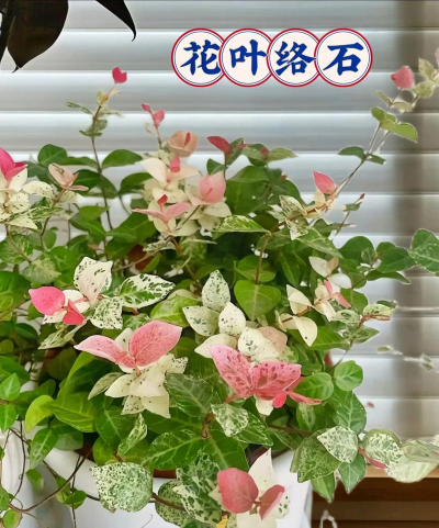 家里阳光不足怎么养花，选对植物种类，掌握养护技巧