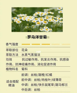 家里阳光不足怎么养花，选对植物种类，掌握养护技巧