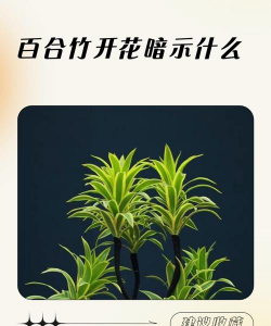 家里阳光不足怎么养花，选对植物种类，掌握养护技巧