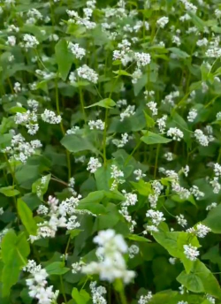 家里阳光不足怎么养花，选对植物种类，掌握养护技巧