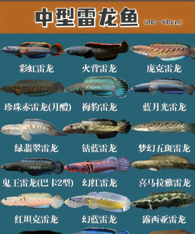 家里阳光不足怎么养花，选对植物种类，掌握养护技巧