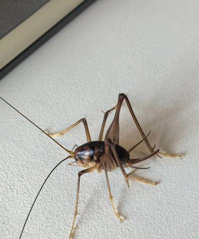 家里阳光不足怎么养花，选对植物种类，掌握养护技巧