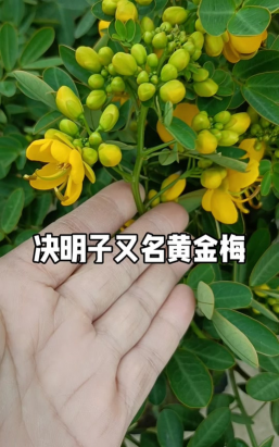 家里阳光不足怎么养花，选对植物种类，掌握养护技巧