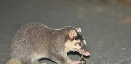 家里阳光不足怎么养花，选对植物种类，掌握养护技巧