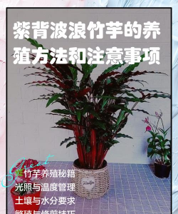 家里阳光不足怎么养花，选对植物种类，掌握养护技巧