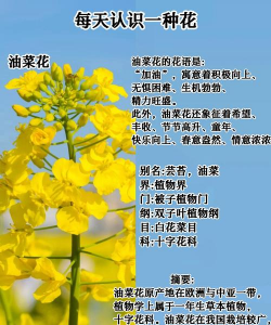 家里阳光不足怎么养花，选对植物种类，掌握养护技巧